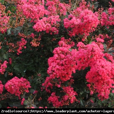 Lagerstremia indyjska Red Filli Bez południa - Lagerstroemia indica Red Filli