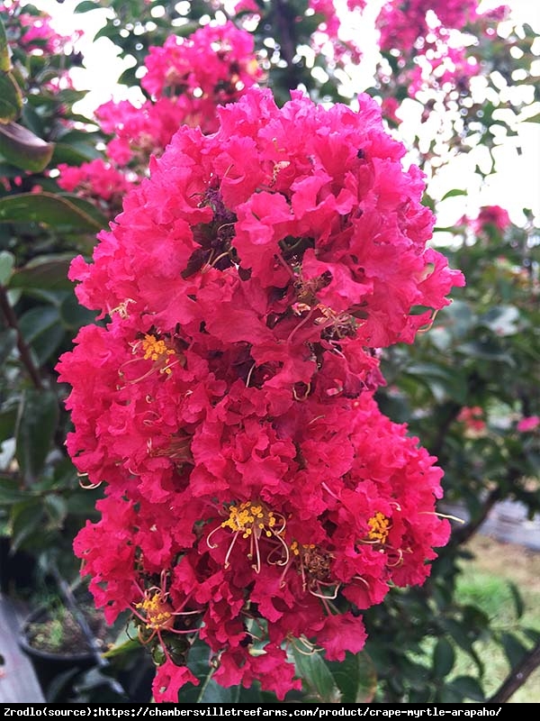 Lagerstremia indyjska Red Filli Bez południa - Lagerstroemia indica Red Filli