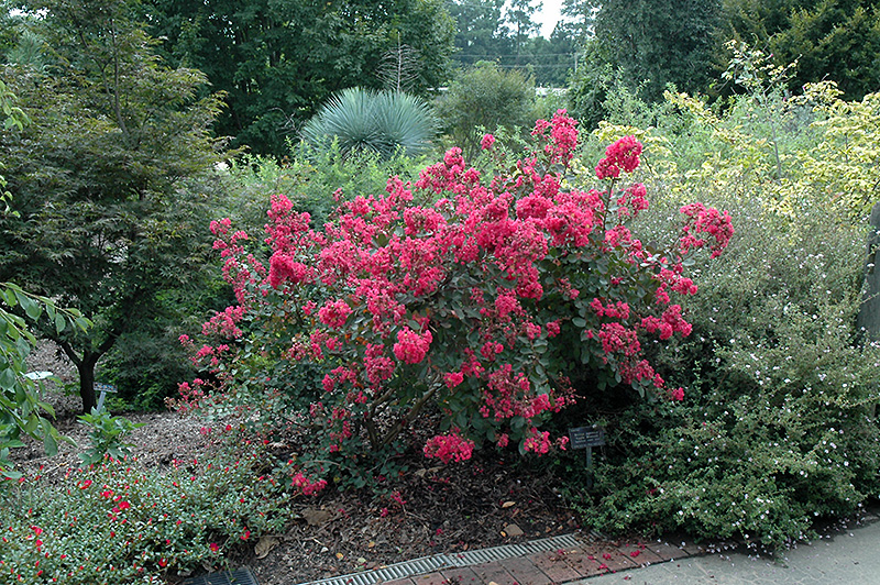 Lagerstremia indyjska Red Filli Bez południa - Lagerstroemia indica Red Filli