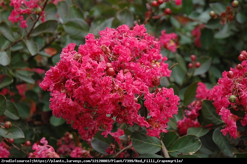 Lagerstremia indyjska Red Filli Bez południa - Lagerstroemia indica Red Filli