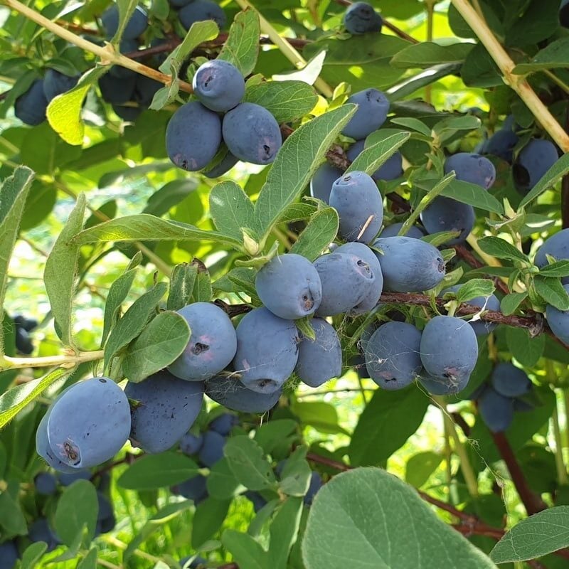 Jagoda kamczacka Strawberry Sensation - SŁODKA jak truskawka!!! - Lonicera caerulea var. Strawberry Sensation