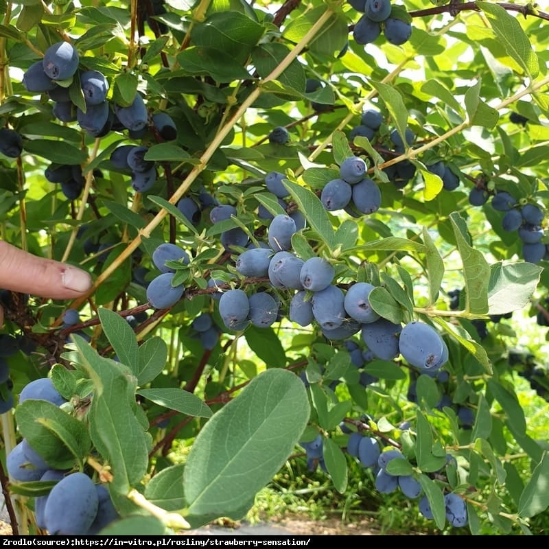 Jagoda kamczacka Strawberry Sensation - SŁODKA jak truskawka!!! - Lonicera caerulea var. Strawberry Sensation