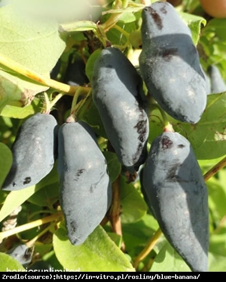 Jagoda kamczacka Blue Banana - SŁODKIE i DUŻE OWOCE !!! - Lonicera caerulea var. Blue Banana