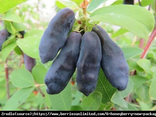 Jagoda kamczacka Blue Banana - SŁODKIE i DUŻE OWOCE !!! - Lonicera caerulea var. Blue Banana