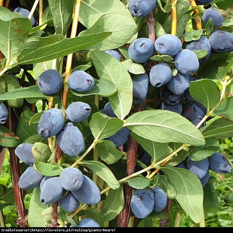 Jagoda kamczacka Giant Heart - SŁODKIE SERDUSZKA!!! - Lonicera caerulea var. Giant Heart