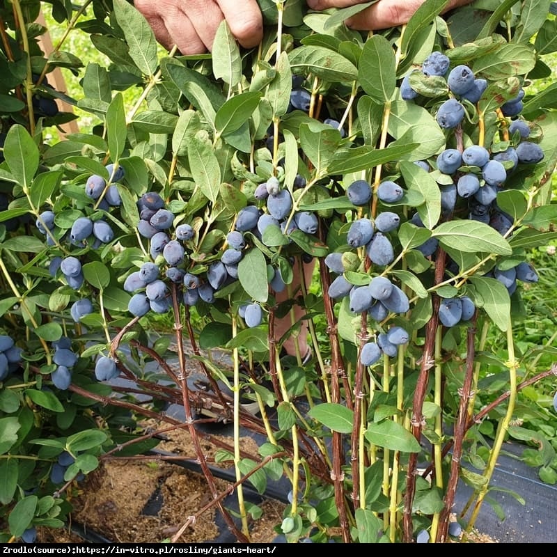 Jagoda kamczacka Giant Heart - SŁODKIE SERDUSZKA!!! - Lonicera caerulea var. Giant Heart