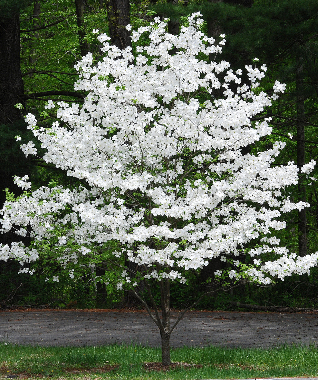 Dereń kwiecisty CHEROKEE DAYBREAK -  jesienna PEREŁKA !!! - Cornus florida CHEROKEE DAYBREAK