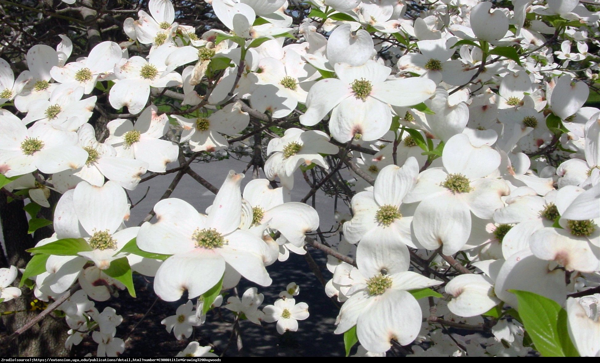 Dereń kwiecisty CHEROKEE DAYBREAK -  jesienna PEREŁKA !!! - Cornus florida CHEROKEE DAYBREAK