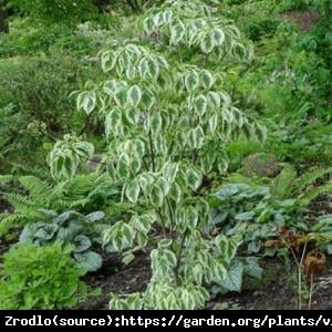 Dereń kwiecisty CHEROKEE DAYBREAK -  jesienna PEREŁKA !!! - Cornus florida CHEROKEE DAYBREAK