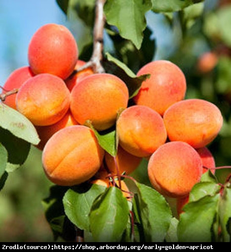 Morela Harcot -NIEZWYKLE ATRAKCYJNE I DUŻE OWOCE!!! - Prunus armeniaca