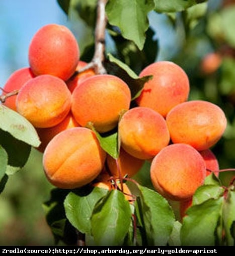 Morela Harcot -NIEZWYKLE ATRAKCYJNE I DUŻE OWOCE!!! - Prunus armeniaca