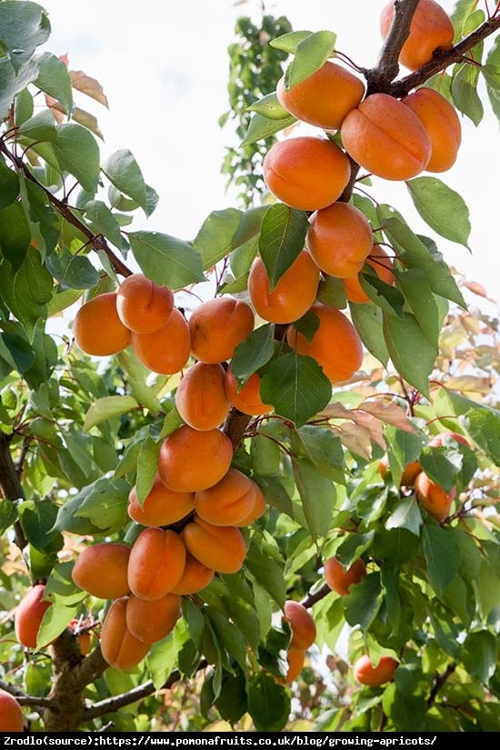 Morela Harcot -NIEZWYKLE ATRAKCYJNE I DUŻE OWOCE!!! - Prunus armeniaca