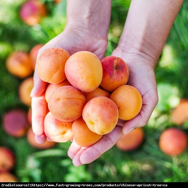 Morela Harcot -NIEZWYKLE ATRAKCYJNE I DUŻE OWOCE!!! - Prunus armeniaca