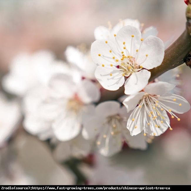 Morela Harcot -NIEZWYKLE ATRAKCYJNE I DUŻE OWOCE!!! - Prunus armeniaca