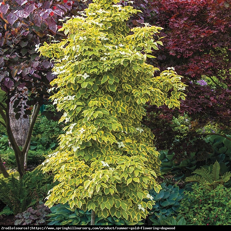 Dereń kousa Summer Gold - ZŁOTY RARYTAS - Cornus kousa Summer Gold