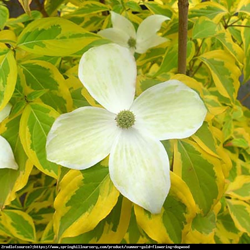 Dereń kousa Summer Gold - ZŁOTY RARYTAS - Cornus kousa Summer Gold