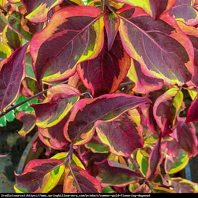 Dereń kousa Summer Gold - ZŁOTY RARYTAS - Cornus kousa Summer Gold