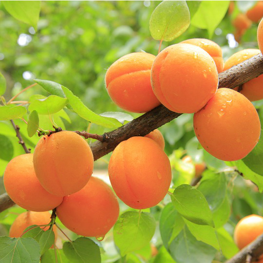 Morela Early Orange TWÓJ ZAPAS WITAMIN W OWOCU!!! - Prunus armeniaca