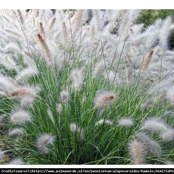 Trawa Rozplenica japońska Hameln - BIAŁA fontanna!!! - Pennisetum alopecuroides Hameln