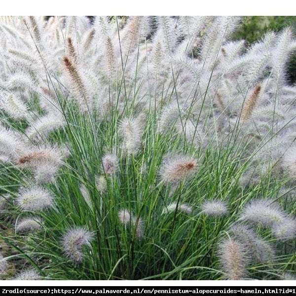 Trawa Rozplenica japońska Hameln - BIAŁA fontanna!!! - Pennisetum alopecuroides Hameln