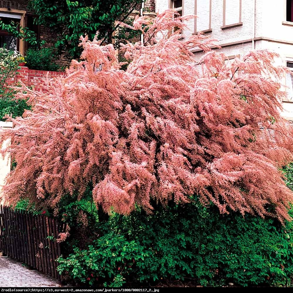 Tamaryszek czteropręcikowy - Tamarix tetrandra