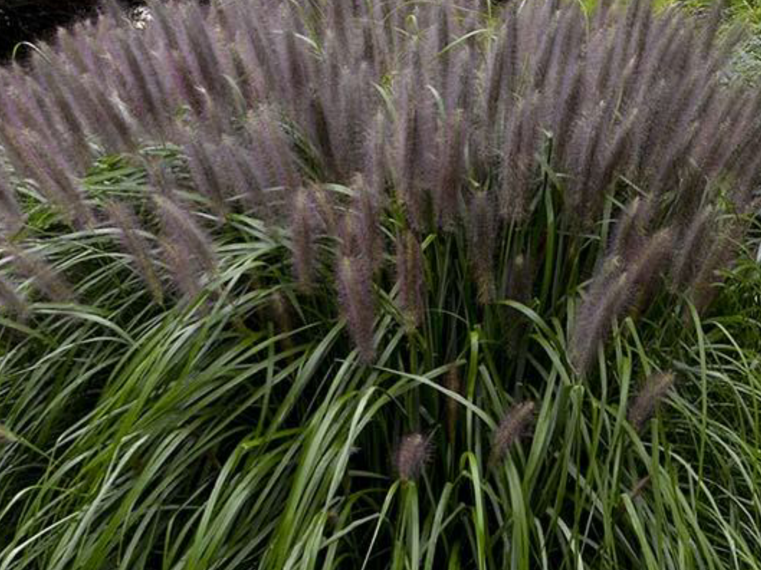 Trawa Rozplenica japońska Red Head - NOWOŚĆ, różowo-czerwone kwiaty!!! - Pennisetum alopecuroides Red Head