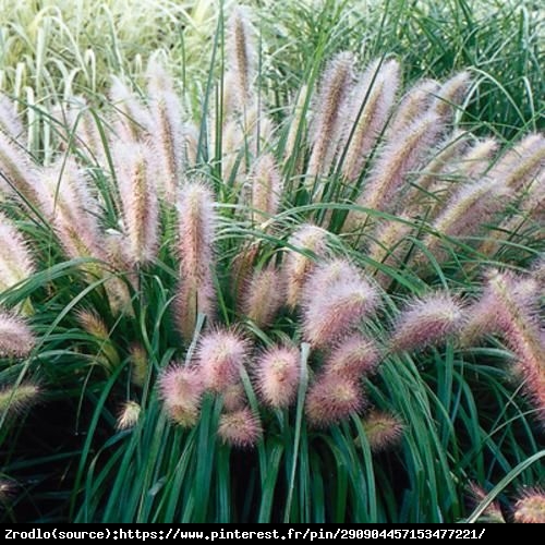 Trawa Rozplenica japońska Red Head - NOWOŚĆ, różowo-czerwone kwiaty!!! - Pennisetum alopecuroides Red Head