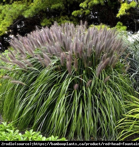 Trawa Rozplenica japońska Red Head - NOWOŚĆ, różowo-czerwone kwiaty!!! - Pennisetum alopecuroides Red Head