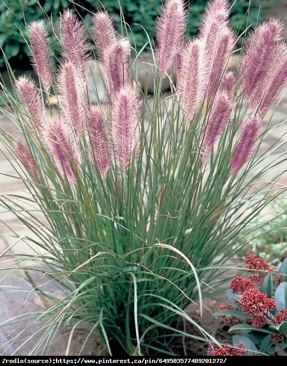 Trawa Rozplenica japońska Red Head - NOWOŚĆ, różowo-czerwone kwiaty!!! - Pennisetum alopecuroides Red Head