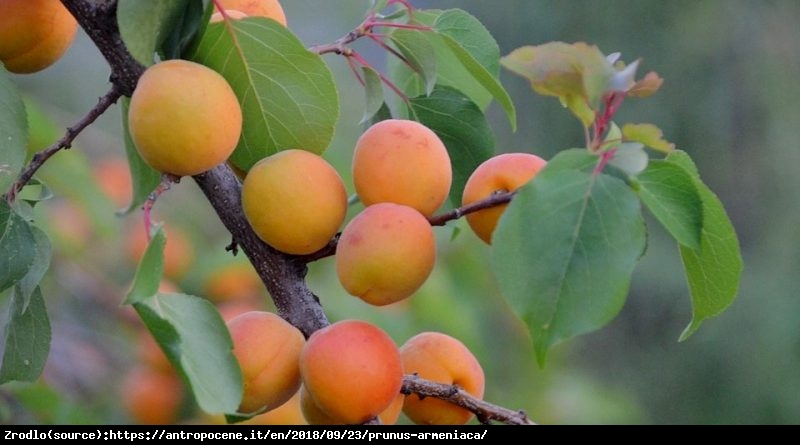 Morela Goldrich-NADZWYCZAJ DUŻE OWOCE!!! - Prunus armeniaca