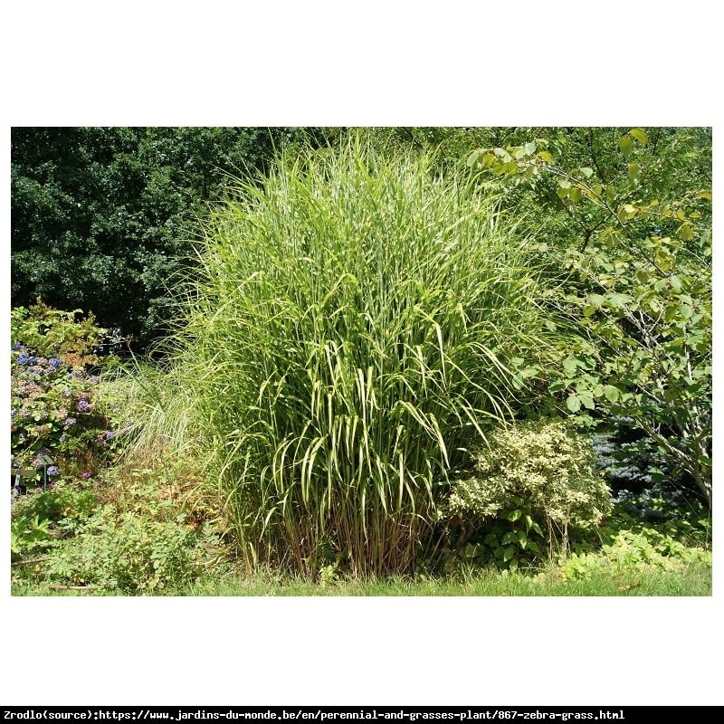 Trawa Miskant chiński ZEBRINUS - EFEKTOWNY i MAJESTATYCZNY - Miscanthus sinensis ZEBRINUS