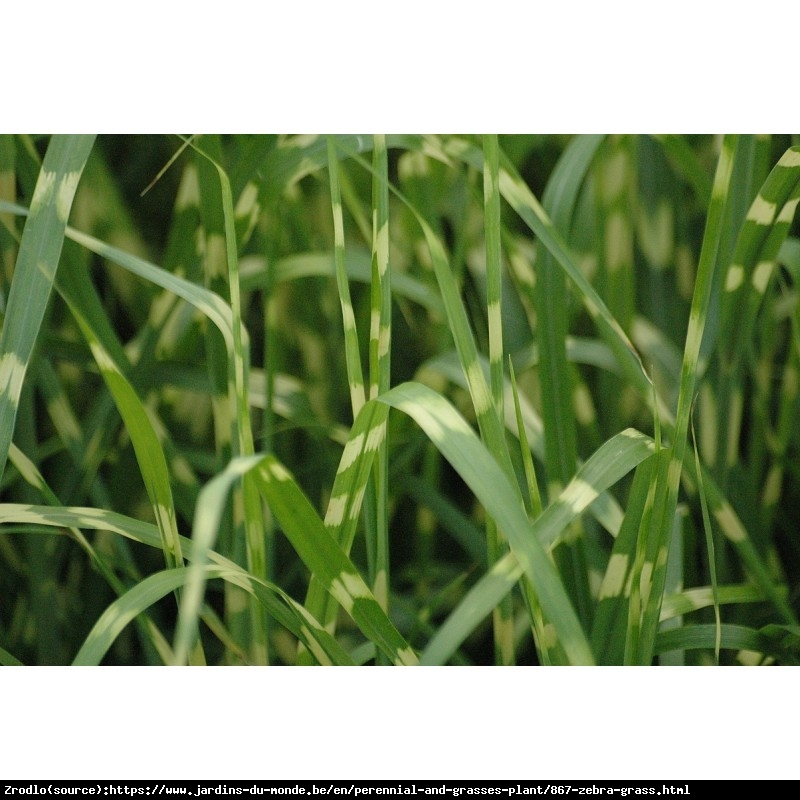 Trawa Miskant chiński ZEBRINUS - EFEKTOWNY i MAJESTATYCZNY - Miscanthus sinensis ZEBRINUS