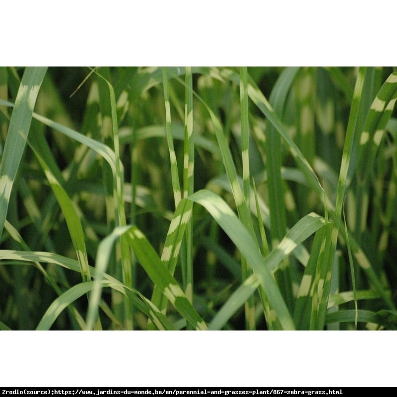 Trawa Miskant chiński ZEBRINUS - EFEKTOWNY i MAJESTATYCZNY - Miscanthus sinensis ZEBRINUS