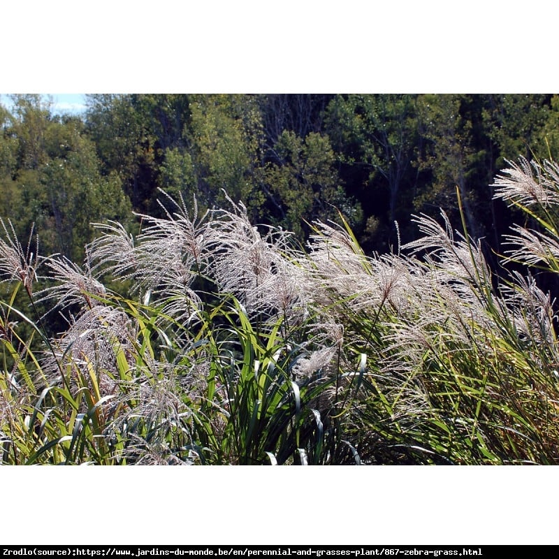 Trawa Miskant chiński ZEBRINUS - EFEKTOWNY i MAJESTATYCZNY - Miscanthus sinensis ZEBRINUS