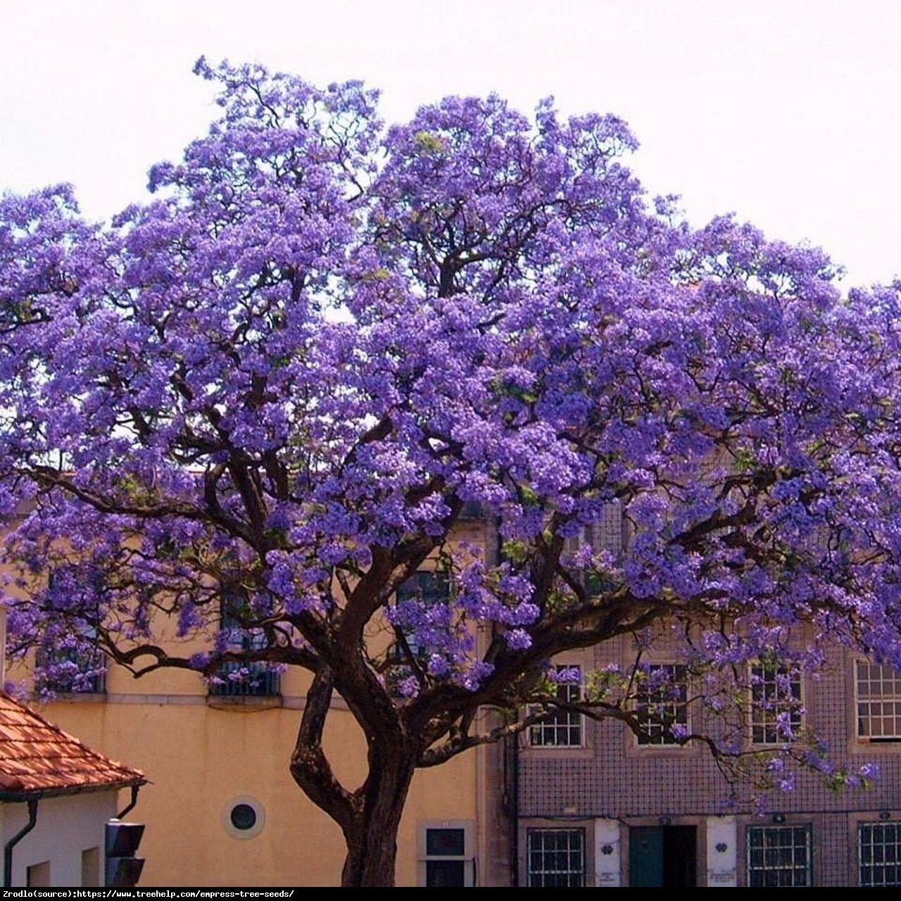 Paulownia puszysta CESARSKIE DRZEWO SZCZĘŚCIA - Paulownia tomentosa DRZEWO TLENOWE