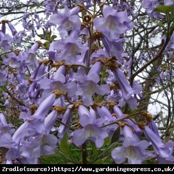 Paulownia puszysta CESARSKIE DRZEWO SZCZĘŚCIA - Paulownia tomentosa DRZEWO TLENOWE