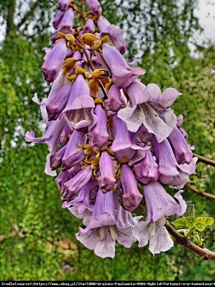 Paulownia puszysta CESARSKIE DRZEWO SZCZĘŚCIA - Paulownia tomentosa DRZEWO TLENOWE