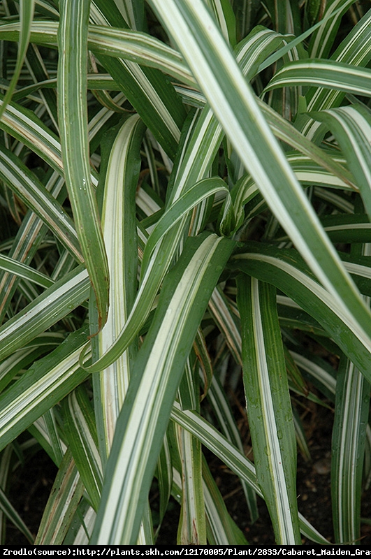 Trawa Miskant chiński Cabaret - japońska SREBRNA trawa!!! - Miscanthus sinensis Cabaret