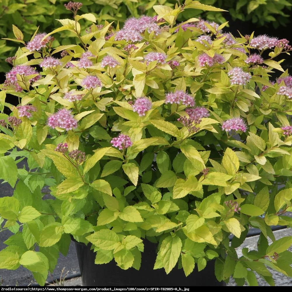 Tawuła japońska Goldmound - Spiraea japonica  Goldmound 