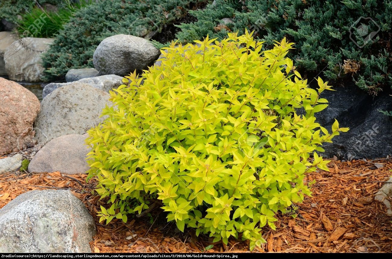 Tawuła japońska Goldmound - Spiraea japonica  Goldmound 