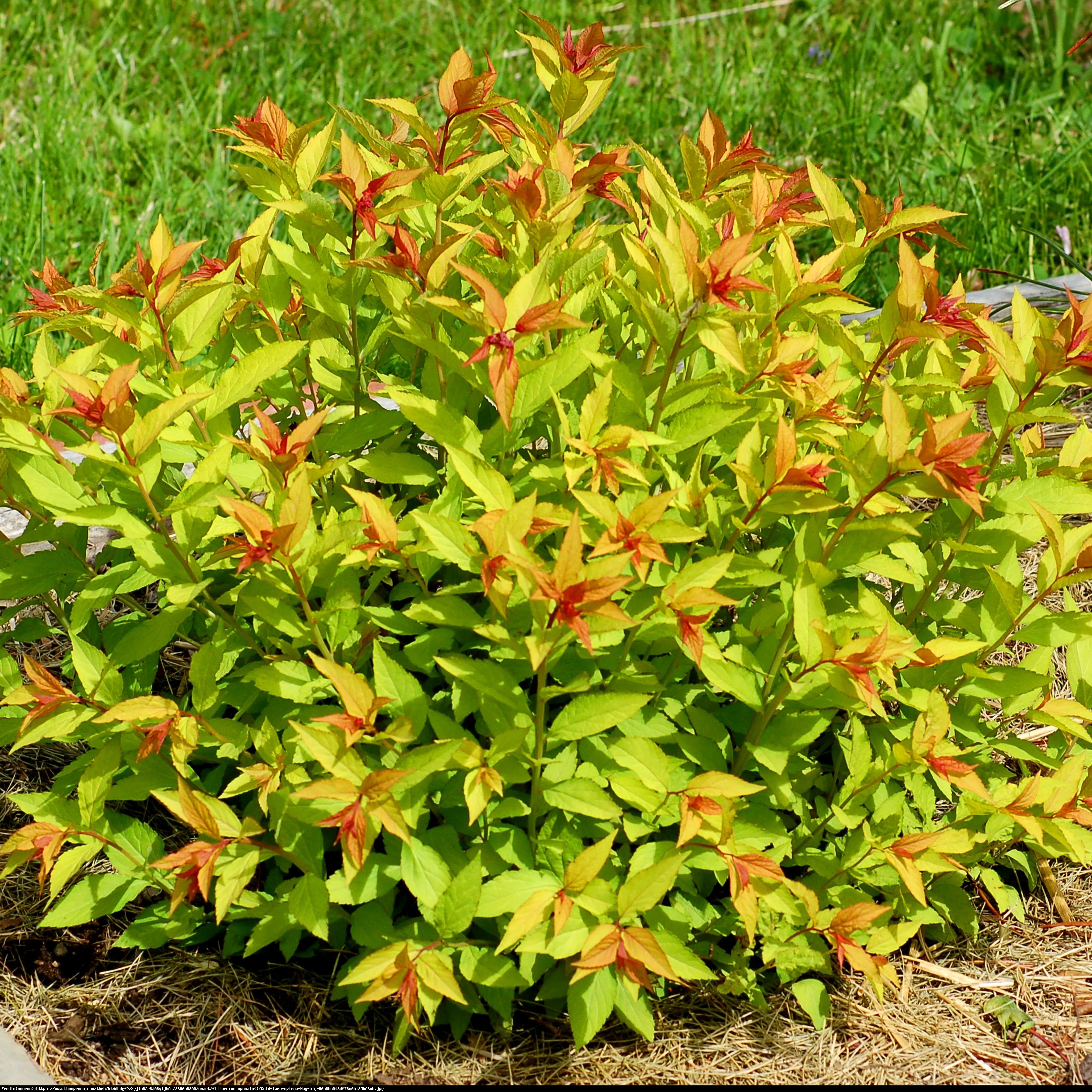 Tawuła japońska Goldmound - Spiraea japonica  Goldmound 