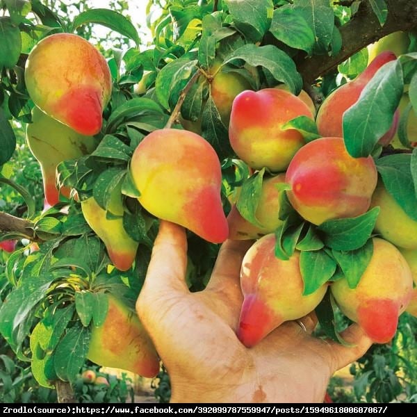 Śliwki REKINKI Red Nose- bardzo aromatyczne owoce. UNIKAT NA NASZYM RYNKU!!! - Prunus Sharky Plum