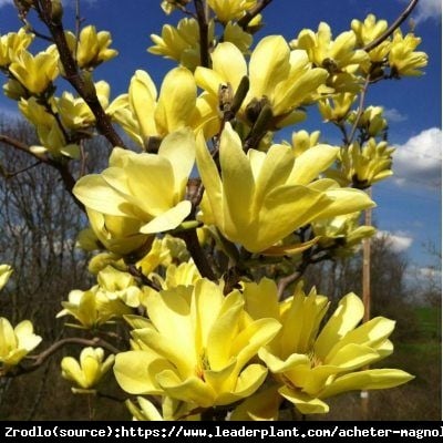 Magnolia Butterflies - NAJPIĘKNIEJSZA żółta MAGNOLIA!!! - Magnolia Butterflies 