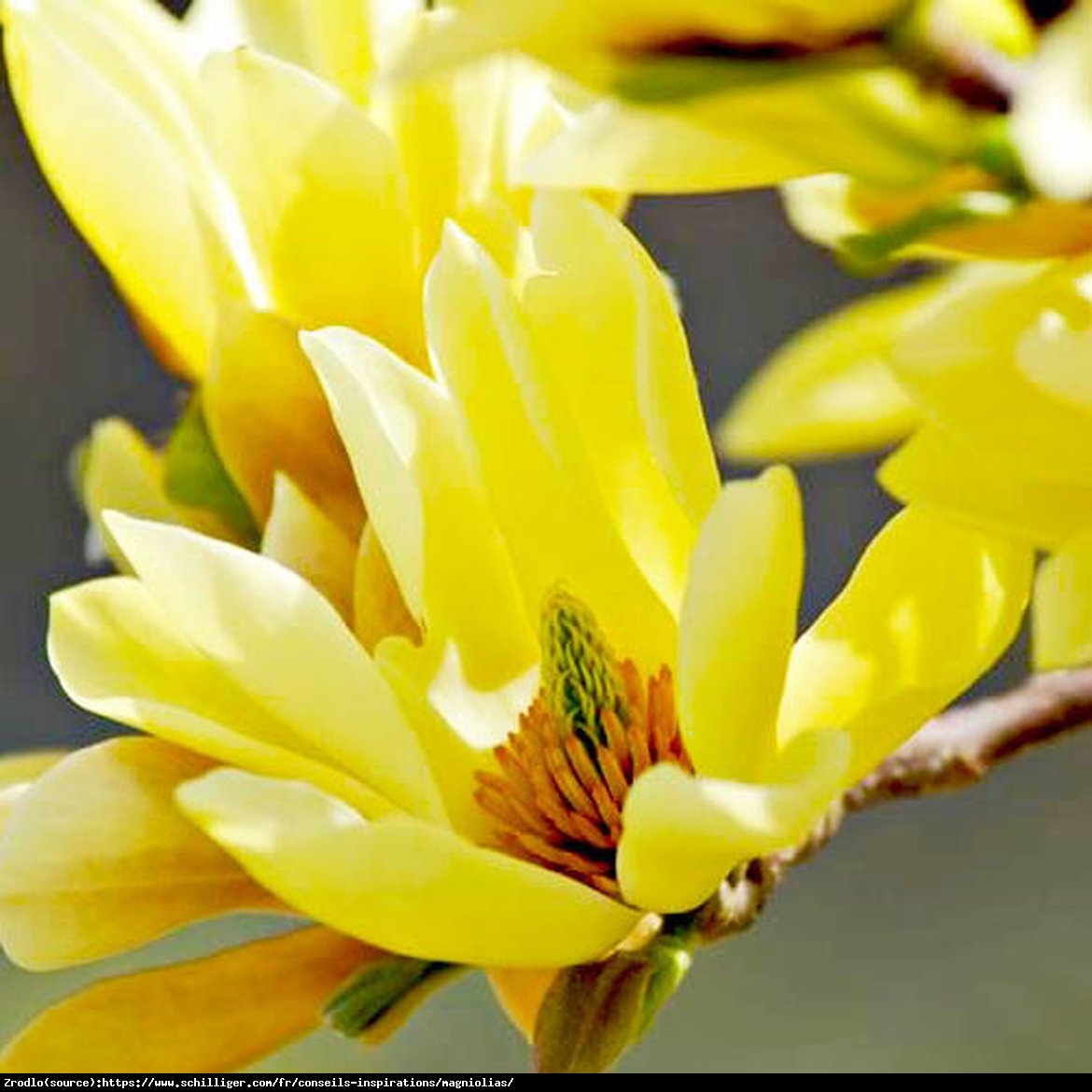 Magnolia Butterflies - NAJPIĘKNIEJSZA żółta MAGNOLIA!!! - Magnolia Butterflies 