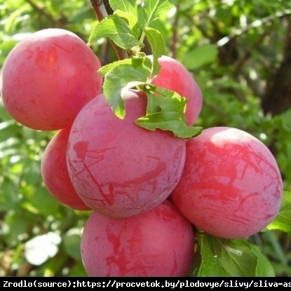 Śliwko-nektaryna OZARK PREMIER-OGROMNE ,SOCZYSTE OWOCE!!! - Prunus sp. Ozark Premier