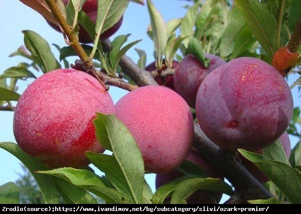 Śliwko-nektaryna OZARK PREMIER-OGROMNE ,SOCZYSTE OWOCE!!! - Prunus sp. Ozark Premier