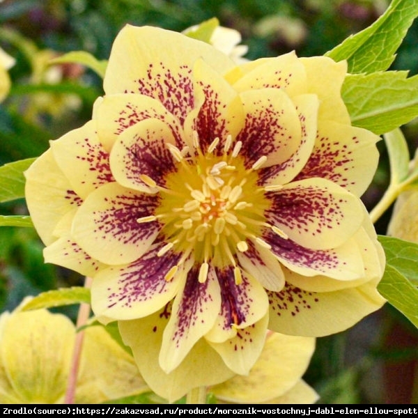 Ciemiernik wschodni Double Ellen Spotted Yellow - ŻÓŁTY UNIKAT!!! - Helleborus orientalis Double Ellen Spotted Yellow