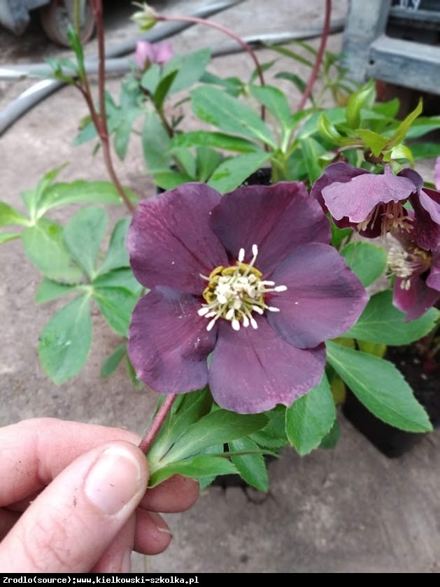 Ciemiernik wschodni Pretty Ellen Purple - NAJCIEMNIEJSZY !!! - Helleborus orientalis Pretty Ellen Purple