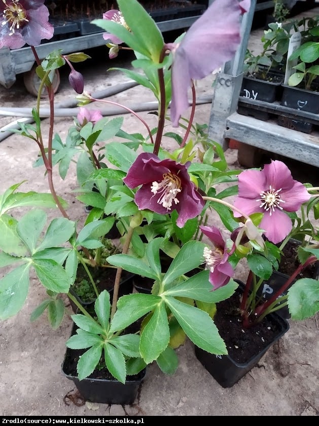 Ciemiernik wschodni Pretty Ellen Purple - NAJCIEMNIEJSZY !!! - Helleborus orientalis Pretty Ellen Purple