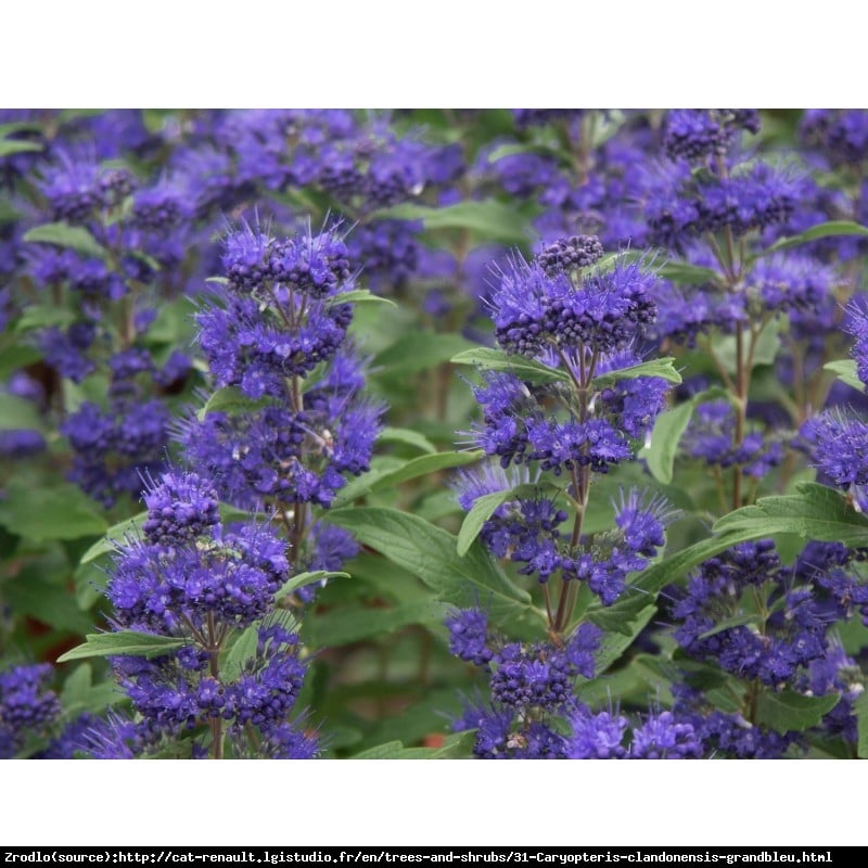 Barbula klandońska Inoveris Grand Bleu - NAJCIEMNIEJSZA !!! - Caryopteris clandonensis Inoveris Grand Bleu